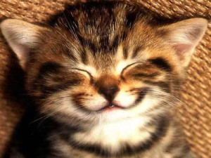 laughing_cat_