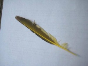 black and yellow feather