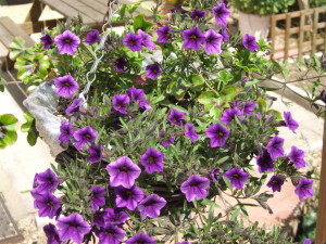 purple flowers