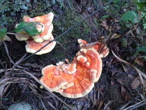 mushrooms on stump