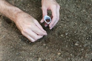 Man planting seeds in a spring garden